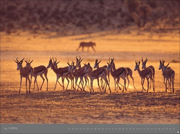 Produktbild: Afrika - Edition Alexander von Humboldt Kalender 2027
