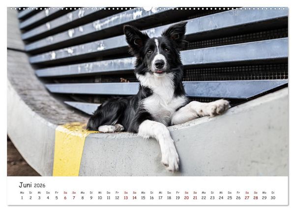 Produktbild: Berlin City Dogs - Berliner Hunde (Wandkalender 2026 DIN A2 quer), CALVENDO Monatskalender