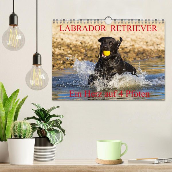 Produktbild: Labrador Retriever - ein Herz auf 4 Pfoten (Wandkalender 2026 DIN A4 quer), CALVENDO Monatskalender