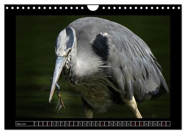 Produktbild: The heron parade (Wall Calendar 2026 DIN A4 landscape), CALVENDO 12 Month Wall Calendar