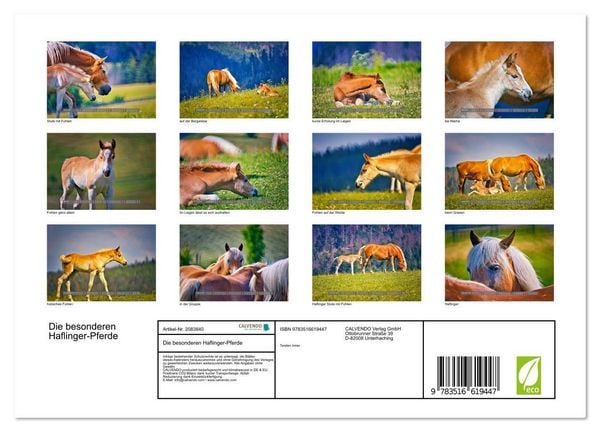 Produktbild: Die besonderen Haflinger-Pferde (Wandkalender 2026 DIN A4 quer), CALVENDO Monatskalender