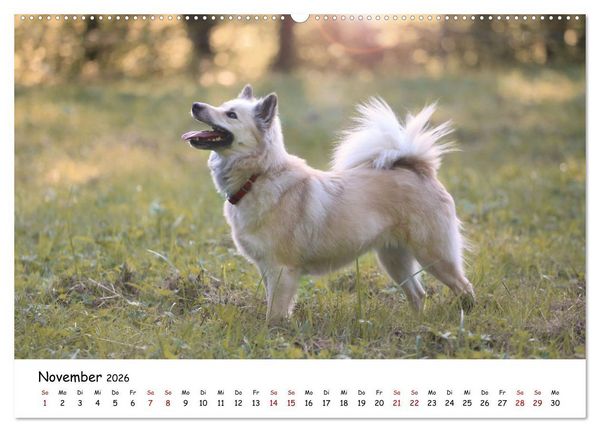 Produktbild: Islandhunde (Wandkalender 2026 DIN A2 quer), CALVENDO Monatskalender
