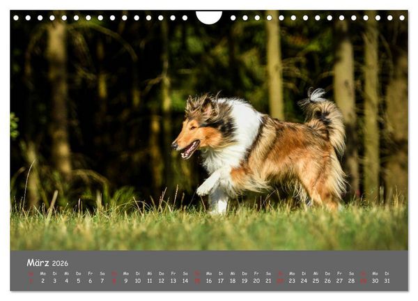Produktbild: Einmal Collie - immer Collie (Wandkalender 2026 DIN A4 quer), CALVENDO Monatskalender