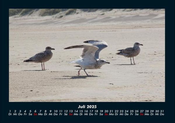 Produktbild: M&ouml;wen 2025 Fotokalender DIN A4