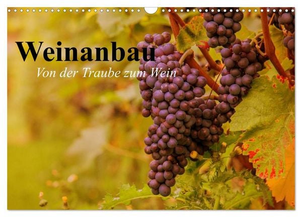 Produktbild: Weinanbau. Von der Traube zum Wein (Wandkalender 2026 DIN A3 quer), CALVENDO Monatskalender