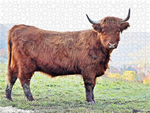 Produktbild: CALVENDO Puzzle Highland Cattle, die Hochlandrinder aus Pfeffingen 1000 Teile Lege-Gr&ouml;&szlig;e 64 x 48 cm Foto-Puzzle Bild von G&uuml;nther Geiger