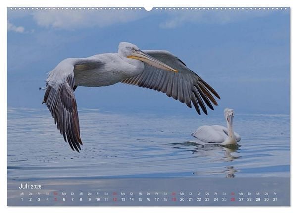 Produktbild: Pelikan-Kalender (hochwertiger Premium Wandkalender 2026 DIN A2 quer), Kunstdruck in Hochglanz