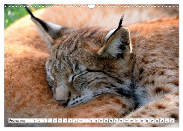 Produktbild: Familie Luchs - Die J&auml;ger mit dem Pinselohr (Wandkalender 2026 DIN A3 quer), CALVENDO Monatskalender