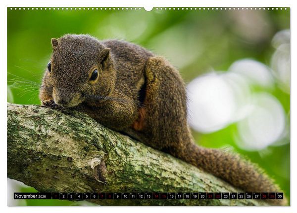 Produktbild: Singapurs Tierwelt (hochwertiger Premium Wandkalender 2026 DIN A2 quer), Kunstdruck in Hochglanz