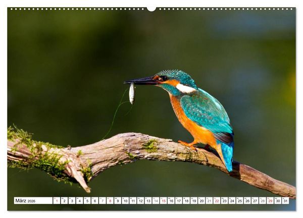 Produktbild: Eisv&ouml;gel (Alcedo atthis) - Edelsteine der Natur (hochwertiger Premium Wandkalender 2026 DIN A2 quer), Kunstdruck in Hochglanz