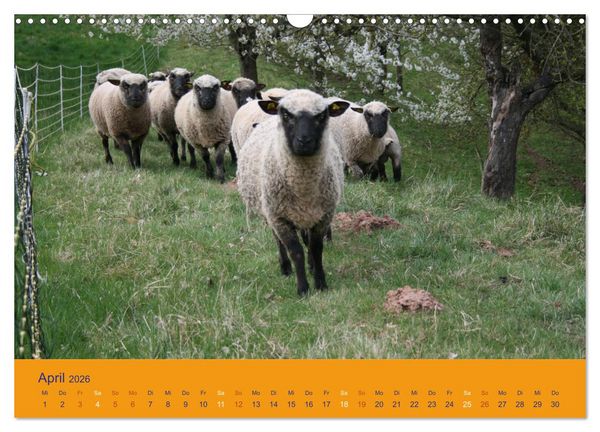 Produktbild: Shropshire Schafe (Wandkalender 2026 DIN A3 quer), CALVENDO Monatskalender