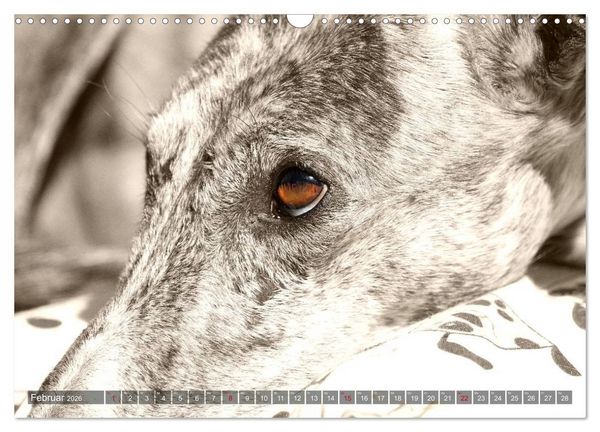 Produktbild: Galgo eye-catcher (Wandkalender 2026 DIN A3 quer), CALVENDO Monatskalender