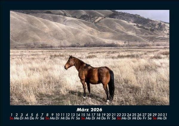 Produktbild: Pferdegefl&uuml;ster 2026 Fotokalender DIN A5