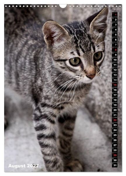 Produktbild: Istanbuls Katzen (Wandkalender 2027 DIN A3 hoch), CALVENDO Monatskalender