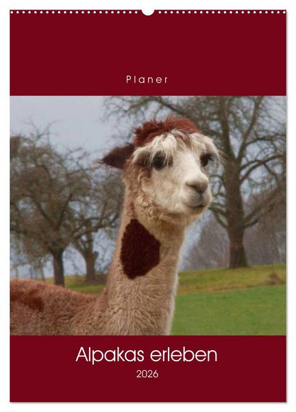Produktbild: Alpakas erleben (Wandkalender 2026 DIN A2 hoch), CALVENDO Monatskalender