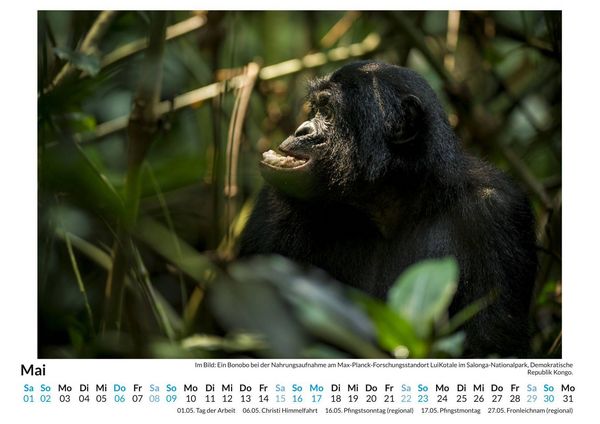Produktbild: Bonobos
