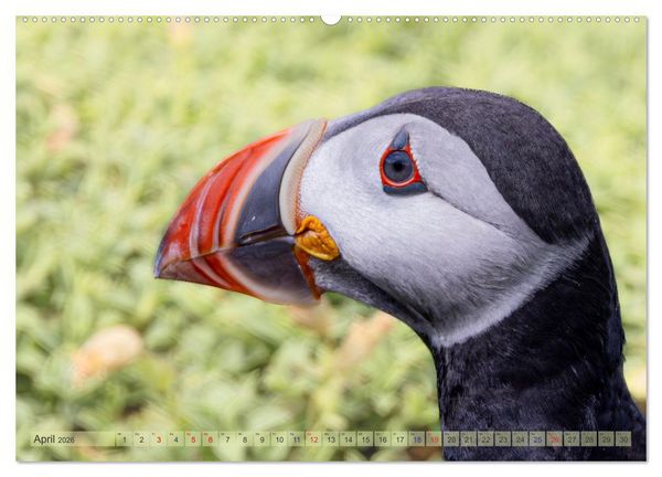 Produktbild: Papageientaucher - Farbenfrohe Flieger der Natur (hochwertiger Premium Wandkalender 2026 DIN A2 quer), Kunstdruck in Hochglanz