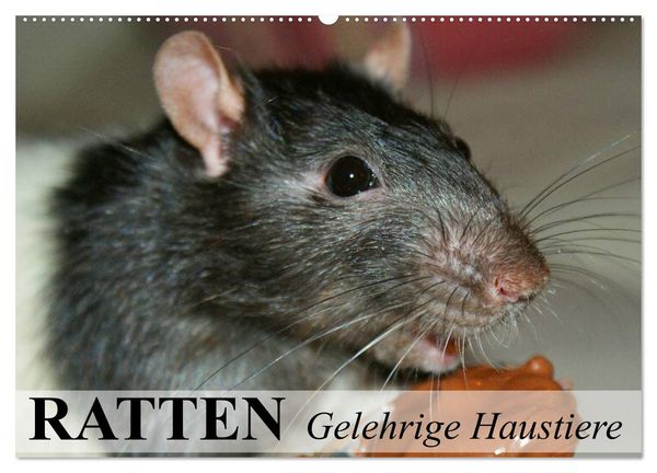 Produktbild: Ratten - Gelehrige Haustiere (Wandkalender 2026 DIN A2 quer), CALVENDO Monatskalender