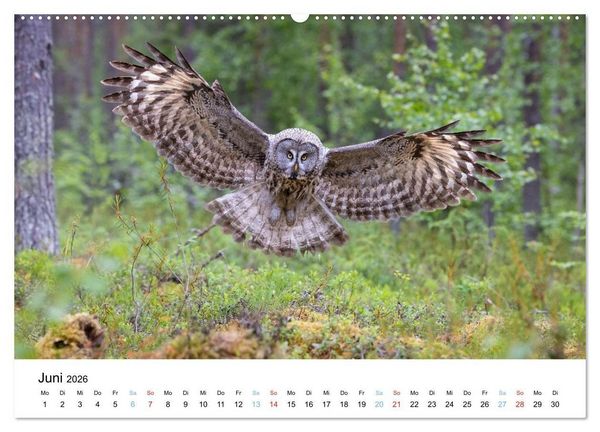 Produktbild: Tierwelt Skandinaviens (Wandkalender 2026 DIN A2 quer), CALVENDO Monatskalender