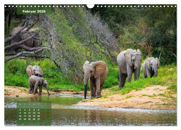 Produktbild: Auf Safari im Kruger National Park (Wandkalender 2026 DIN A3 quer), CALVENDO Monatskalender
