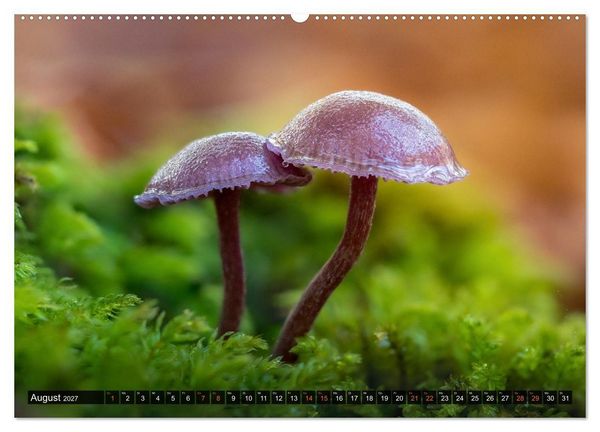 Produktbild: Kunstgalerie Wald - die verborgene Welt der Pilze (hochwertiger Premium Wandkalender 2027 DIN A2 quer), Kunstdruck in Hochglanz