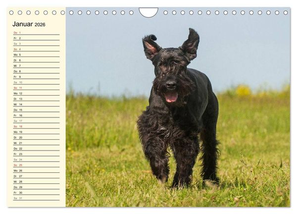 Produktbild: Treuer Freund Riesenschnauzer (Wandkalender 2026 DIN A4 quer), CALVENDO Monatskalender