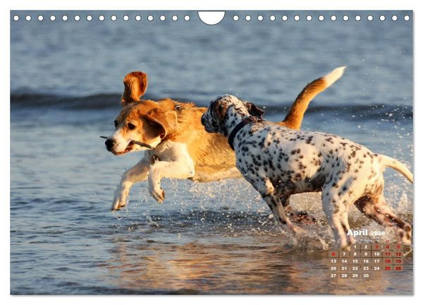 Produktbild: Ein Dalmatiner und ein Beagle - Auf der maritimen Jagd nach dem weltbesten Stock (Wandkalender 2026 DIN A4 quer), CALVENDO Monatskalender