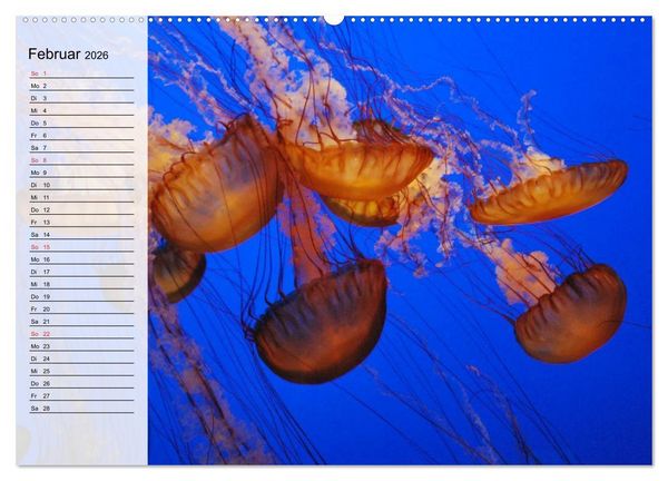 Produktbild: Quallen. Die Welt der Medusen (hochwertiger Premium Wandkalender 2026 DIN A2 quer), Kunstdruck in Hochglanz
