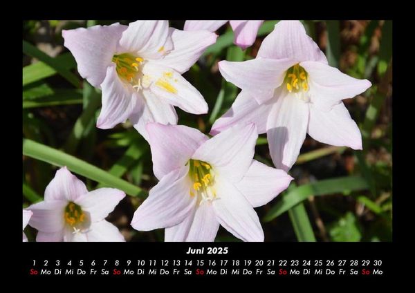 Produktbild: Blumentraum 2025 Fotokalender DIN A3