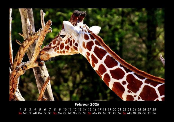 Produktbild: Giraffen 2026 Fotokalender DIN A3