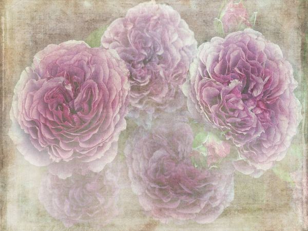 Produktbild: CALVENDO Puzzle Romantische Rosen - Shabby Chic Style | 1000 Teile Lege-Gr&ouml;&szlig;e 64x48cm Foto-Puzzle f&uuml;r gl&uuml;ckliche Stunden