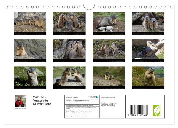 Produktbild: Wildlife - Verspielte Murmeltiere (Wandkalender 2026 DIN A4 quer), CALVENDO Monatskalender