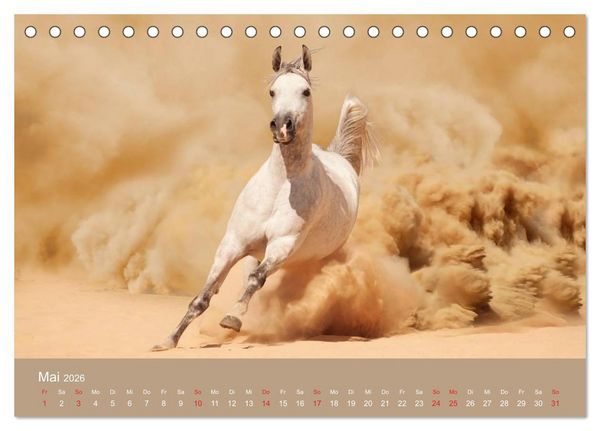 Produktbild: Pferde &bull; Araber im W&uuml;stensand (Tischkalender 2026 DIN A5 quer), CALVENDO Monatskalender