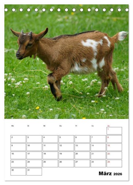 Produktbild: Ziegen Terminplaner (Tischkalender 2026 DIN A5 hoch), CALVENDO Monatskalender