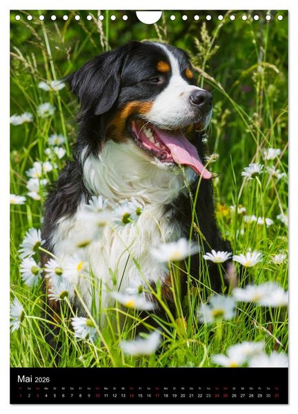 Produktbild: Berner Sennenhund 2026 (Wandkalender 2026 DIN A4 hoch), CALVENDO Monatskalender