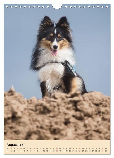 Produktbild: Mit Shelties durchs Jahr (Wandkalender 2026 DIN A4 hoch), CALVENDO Monatskalender