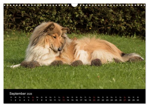 Produktbild: Ziva und ihre Freunde (Wandkalender 2026 DIN A3 quer), CALVENDO Monatskalender