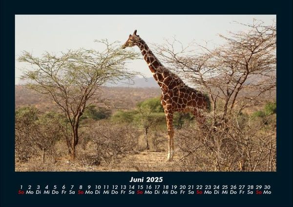 Produktbild: Giraffen 2025 Fotokalender DIN A4