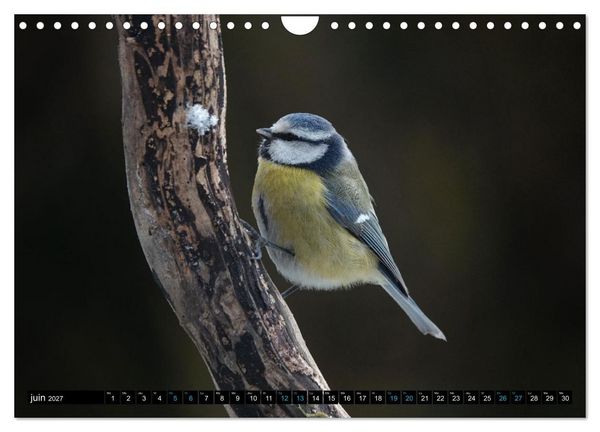 Produktbild: Mes anges bleus en &Icirc;le-de-France (Calendrier mural 2027 DIN A4 vertical), CALVENDO calendrier mensuel