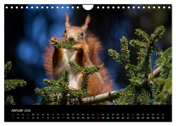 Produktbild: Mit dem Eichh&ouml;rnchen durchs Jahr (Wandkalender 2026 DIN A4 quer), CALVENDO Monatskalender