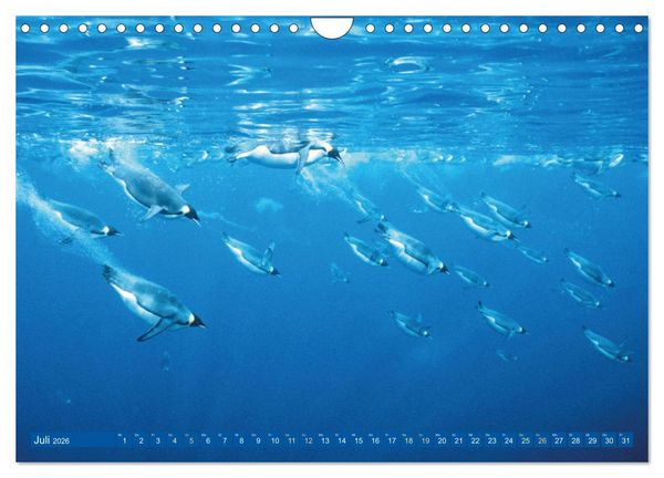 Produktbild: Tauchen: Wunderbares tiefblaues Meer (Wandkalender 2026 DIN A4 quer), CALVENDO Monatskalender