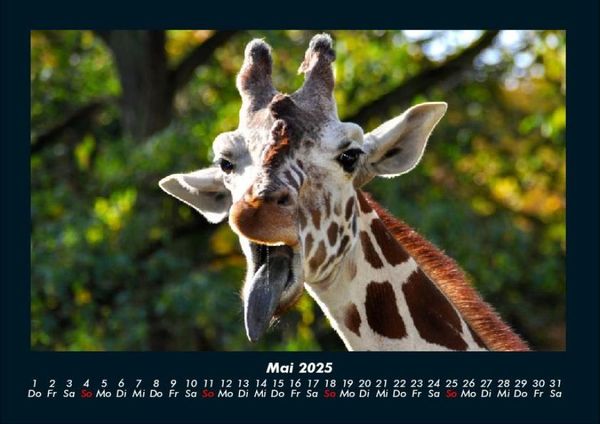 Produktbild: Giraffen 2025 Fotokalender DIN A4