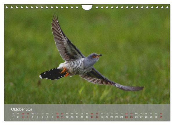 Produktbild: Kuckuck,Kuckuck,rufts aus dem Wald (Wandkalender 2026 DIN A4 quer), CALVENDO Monatskalender