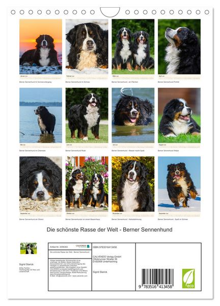 Produktbild: Die sch&ouml;nste Rasse der Welt - Berner Sennenhund (Wandkalender 2026 DIN A4 hoch), CALVENDO Monatskalender