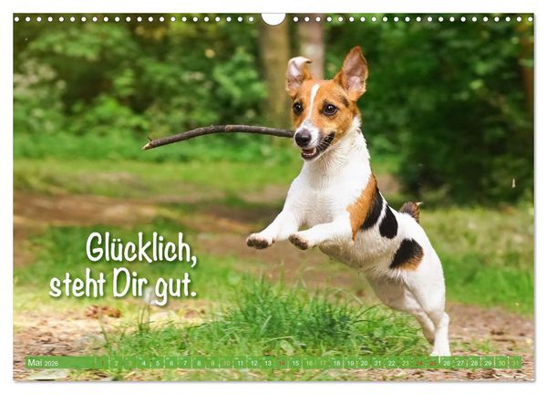 Produktbild: Jack Russell Terrier: Komm spielen (Wandkalender 2026 DIN A3 quer), CALVENDO Monatskalender