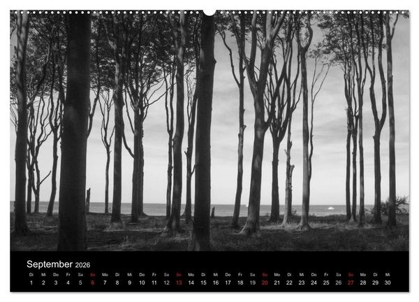 Produktbild: B&auml;ume trees 2026 (Wandkalender 2026 DIN A2 quer), CALVENDO Monatskalender