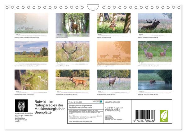 Produktbild: Rotwild - im Naturparadies der Mecklenburgischen Seenplatte (Wandkalender 2026 DIN A4 quer), CALVENDO Monatskalender