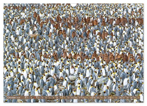 Produktbild: Pinguine: Gehupft wie gesprungen (Wandkalender 2026 DIN A3 quer), CALVENDO Monatskalender