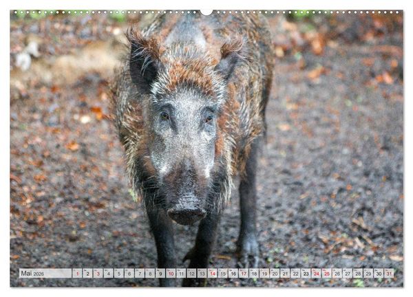 Produktbild: Wildschweine - Im Schatten des Waldes (hochwertiger Premium Wandkalender 2026 DIN A2 quer), Kunstdruck in Hochglanz