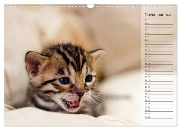 Produktbild: Die Bengalkatze. Edition Jungtiere (Wandkalender 2026 DIN A3 quer), CALVENDO Monatskalender